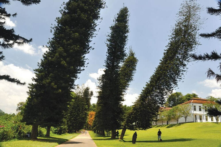 Сосна Кука: дерево, що росте під кутом до горизонту