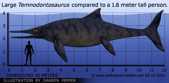 порівняння розмірів іхтіозавра і людини