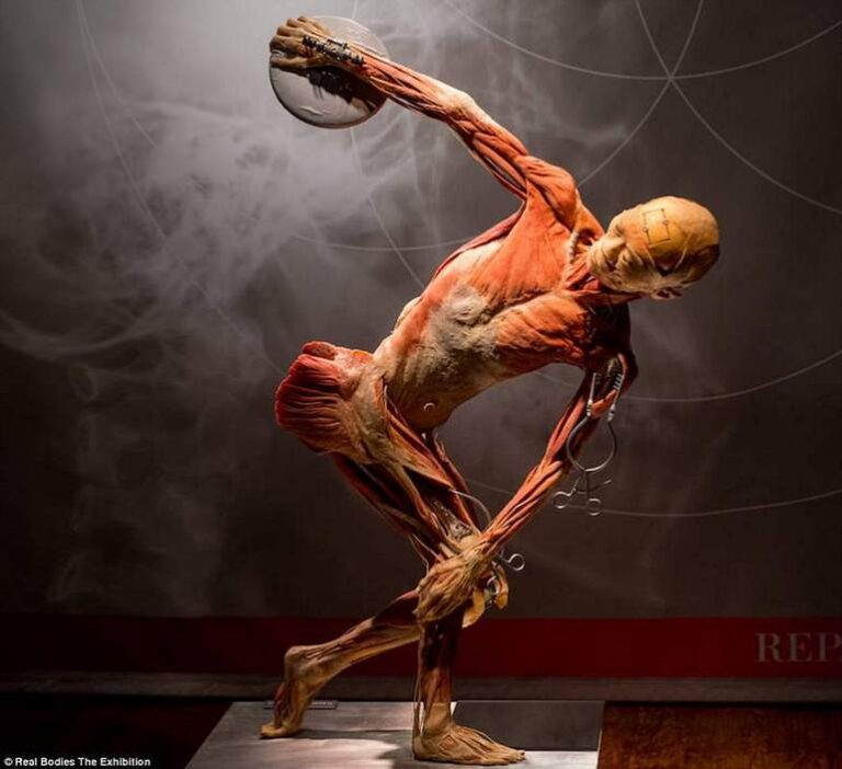 Реальні тіла: скандальна виставка справжніх анатомованих тіл