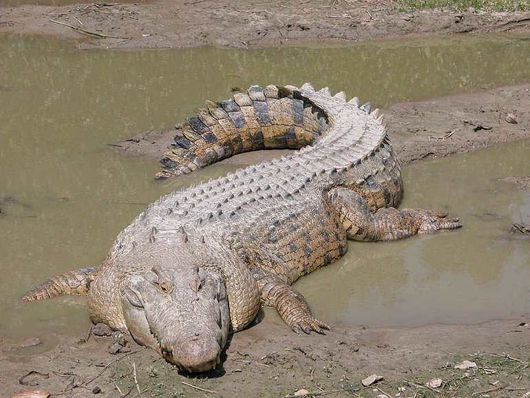 Гребінчастий крокодил