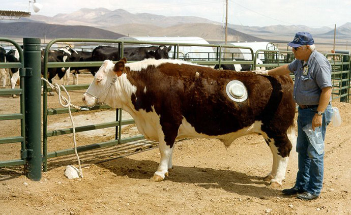 Канюльована корова