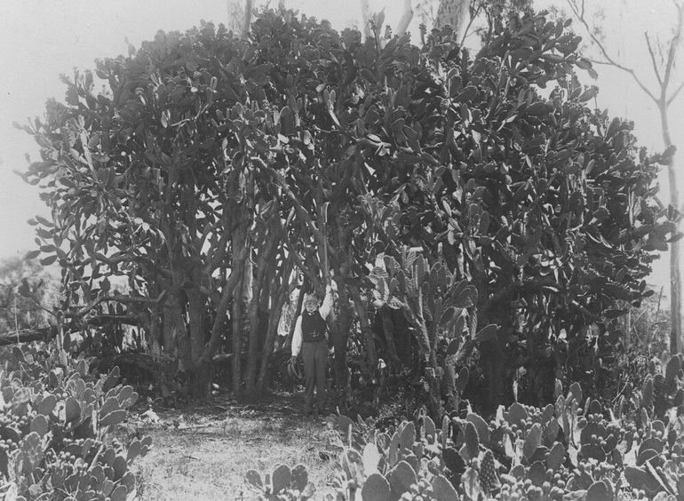 Зарості дуже високої опунції в Гелідоні, Квінсленд, 1911 р.