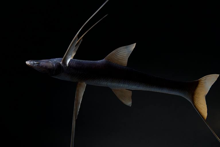 Bathypterois grallator - риба-тринога
