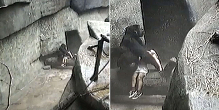 Бінті Джуа: горила, що врятувала хлопчика, який впав у вольєр зоопарку (1996, США)